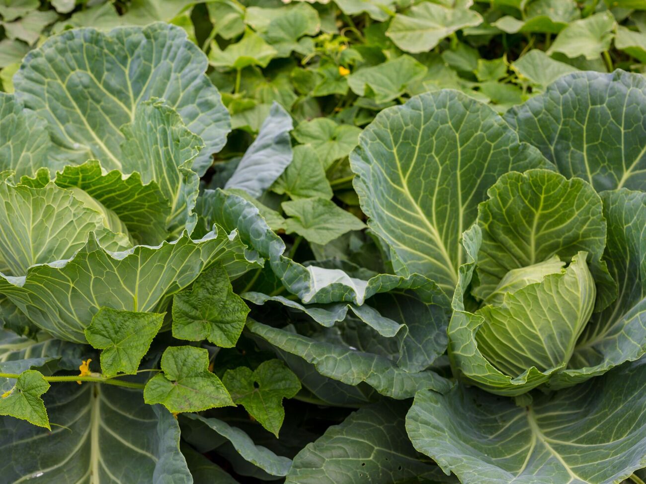 Капуста будет защищена от вредителей