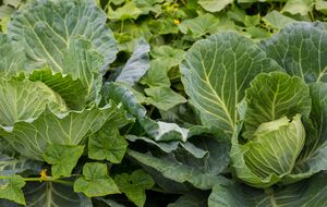 Капуста будет защищена от вредителей