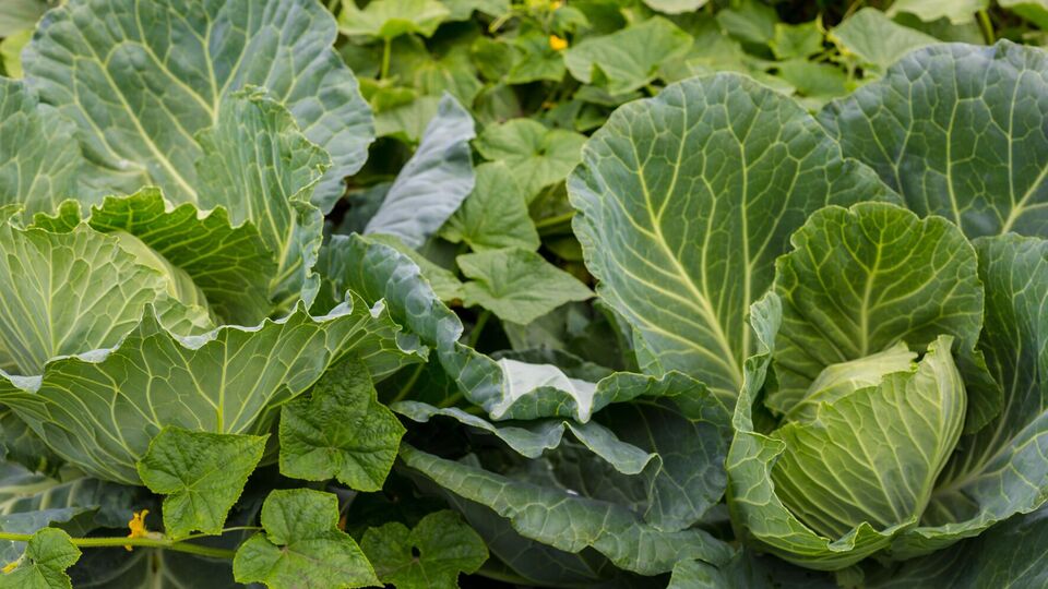 Капуста будет защищена от вредителей