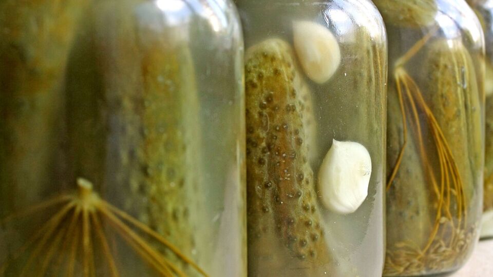 Огірки будуть готові за два місяці