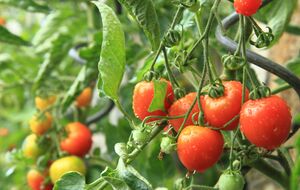 На своєму городі можна виростити здорові органічні томати