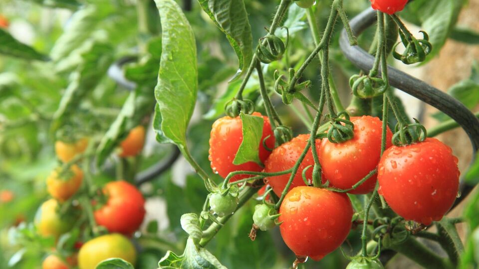 На своєму городі можна виростити здорові органічні томати