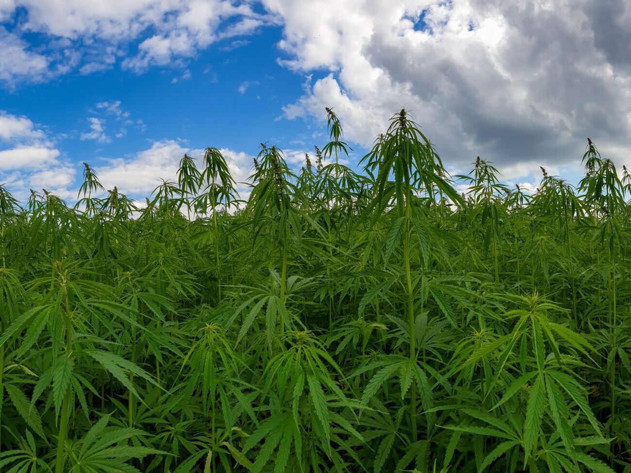 Контролировать выращивание конопли правоохранителям нужно несколько недель – в период цветения, пояснили в полиции