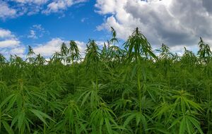 Контролювати вирощування конопель правоохоронцям потрібно кілька тижнів – у період цвітіння, пояснили в поліції