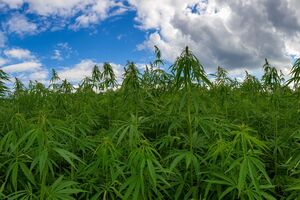 Контролировать выращивание конопли правоохранителям нужно несколько недель – в период цветения, пояснили в полиции