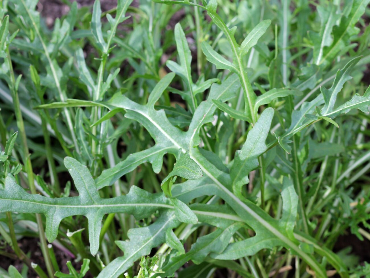 Руккола растет очень быстро