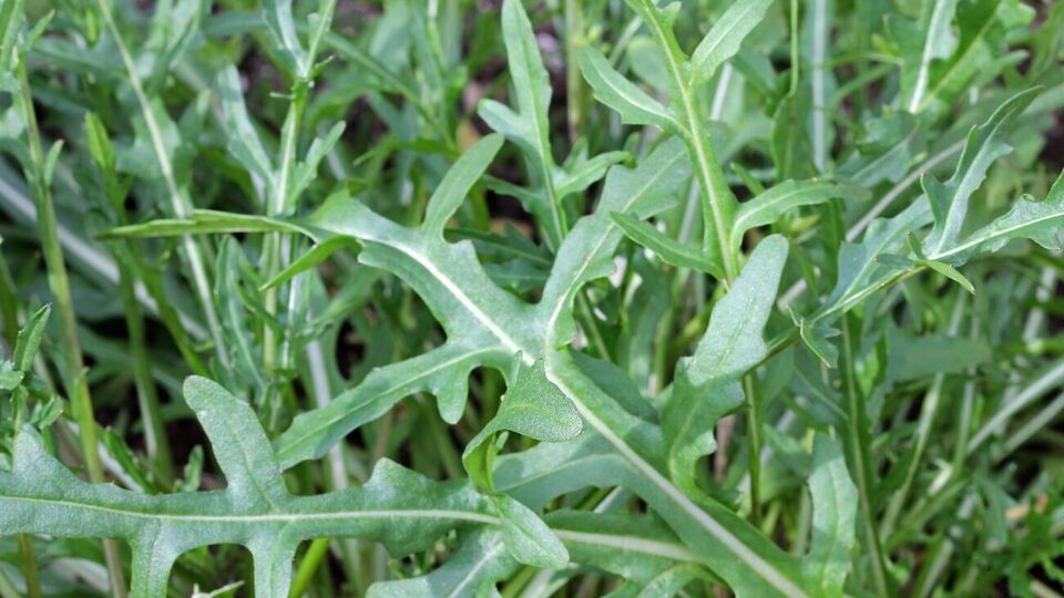 Руккола растет очень быстро