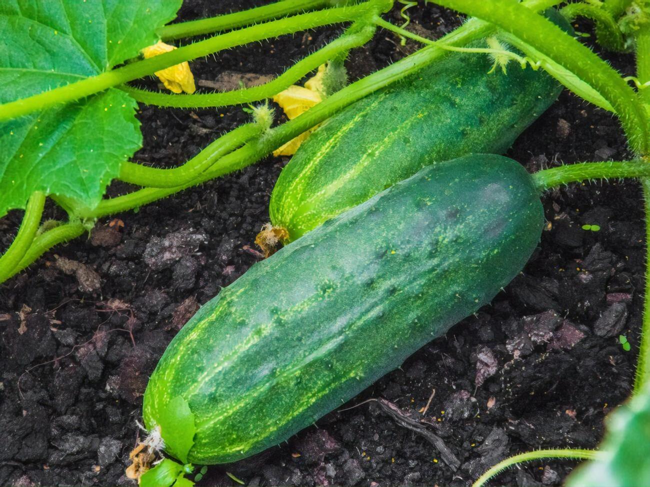 Поливи огірків у серпні потрібно скоротити