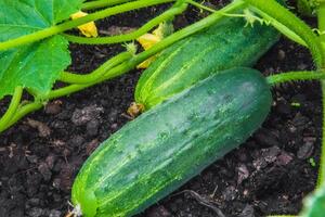 Поливи огірків у серпні потрібно скоротити