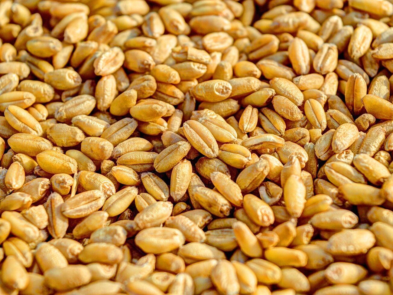 Reuters сообщило о подорожании пшеницы на товарной бирже Чикаго на 5%