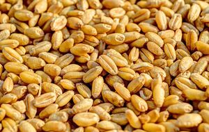 Reuters сообщило о подорожании пшеницы на товарной бирже Чикаго на 5%