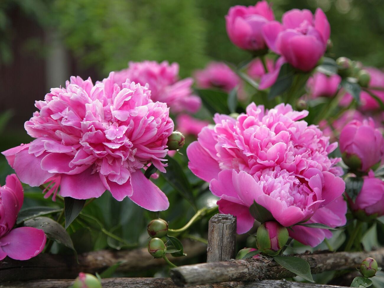 Пионы лучше всего пересаживать в конце лета