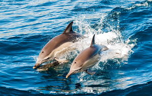 Пока невозможно оценить, сколько дельфинов погибло непосредственно в результате войны
