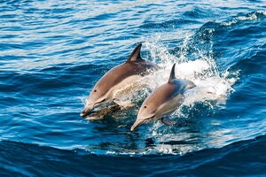 Поки неможливо оцінити, скільки дельфінів загинуло безпосередньо внаслідок війни