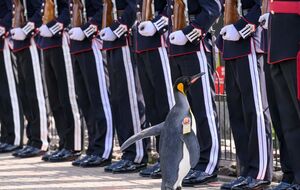 Пінгвін, якому ще 2016 року надали звання бригадного генерала, тепер має титул генерал-майора