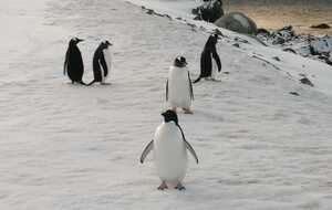 Украинские ученые рассказали, почему пингвины не нуждаются в помощи человека