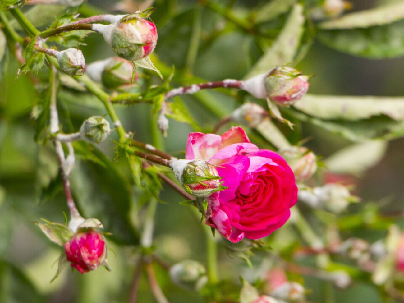 Розы нуждаются в простом, но регулярном уходе, благодаря которому они будут защищены от болезней