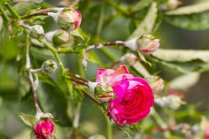 Троянди потребують простого, але регулярного догляду, завдяки якому вони будуть захищені від хвороб