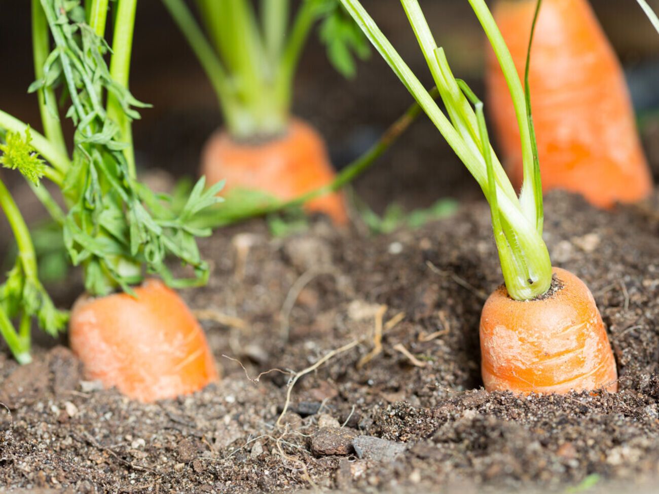 Для оброблення моркви від шкідників потрібно приготувати суміш із деревної золи й гірчиці у співвідношенні 3:1