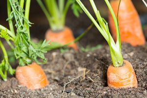 Для оброблення моркви від шкідників потрібно приготувати суміш із деревної золи й гірчиці у співвідношенні 3:1