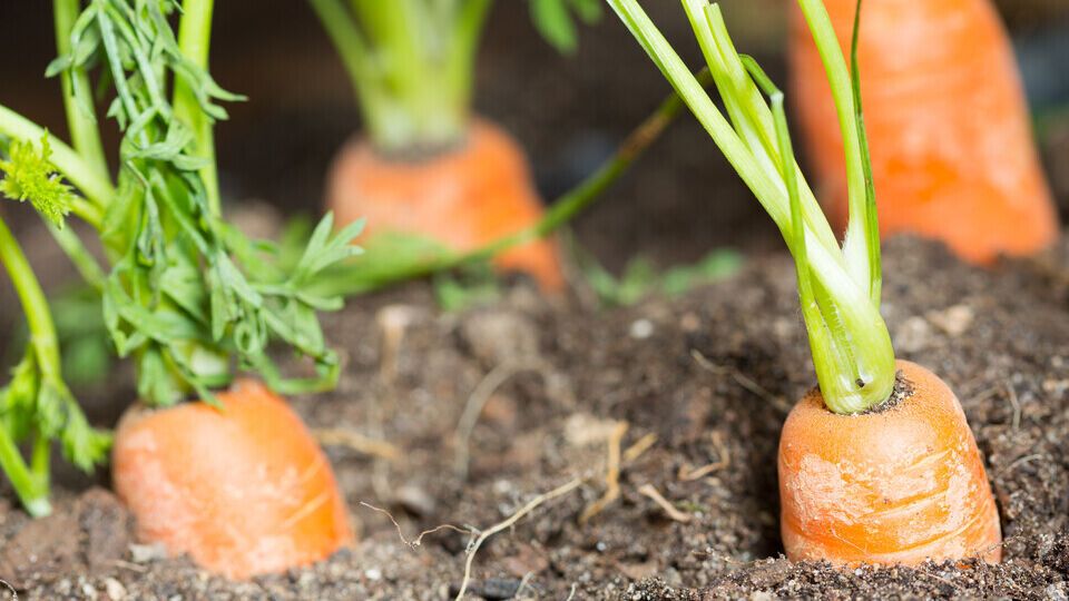 Для оброблення моркви від шкідників потрібно приготувати суміш із деревної золи й гірчиці у співвідношенні 3:1