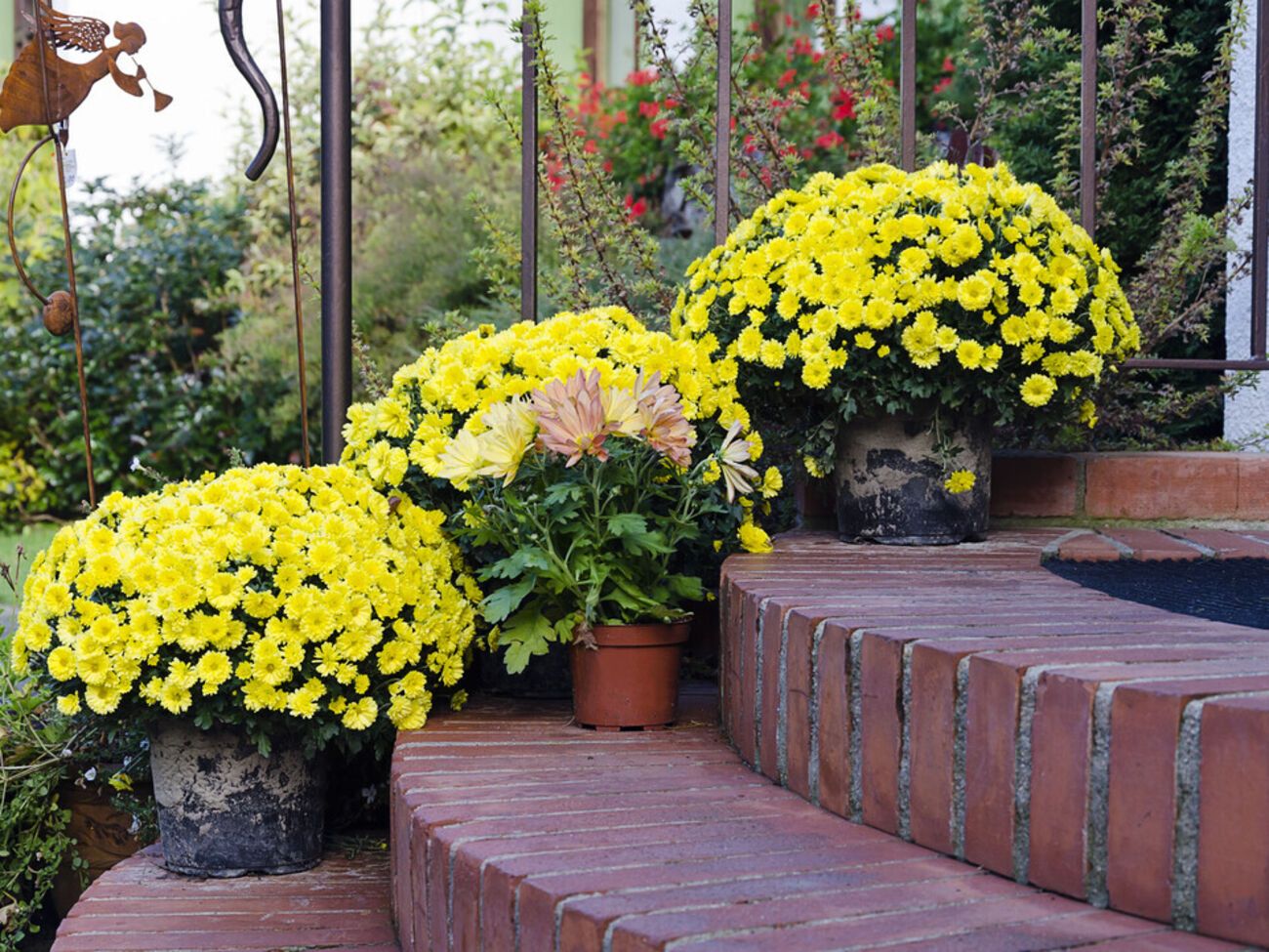 Чтобы цветы успешно перезимовали, их необходимо сразу после завершения цветения обрезать