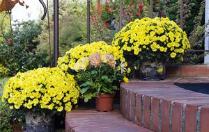 Чтобы цветы успешно перезимовали, их необходимо сразу после завершения цветения обрезать