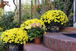 Чтобы цветы успешно перезимовали, их необходимо сразу после завершения цветения обрезать