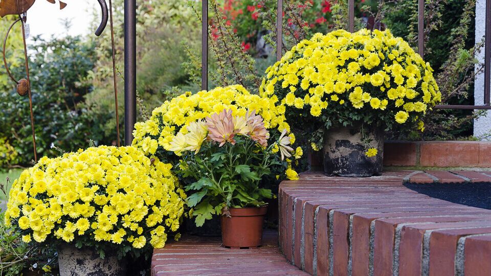 Чтобы цветы успешно перезимовали, их необходимо сразу после завершения цветения обрезать