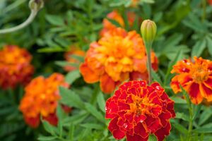 Щоб вийшло шампанське, знадобиться цукор, лимонна кислота, вода й чорнобривці