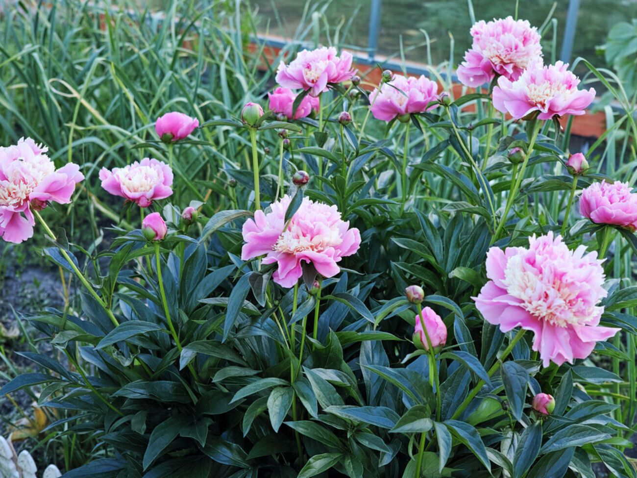 Пионы пересаживают раз в пять или шесть лет, высаживая растения на расстоянии примерно 80 см друг от друга