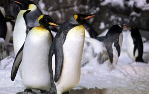 Массовая гибель пингвинов произошла в конце 2022 года у моря Беллинсгаузена