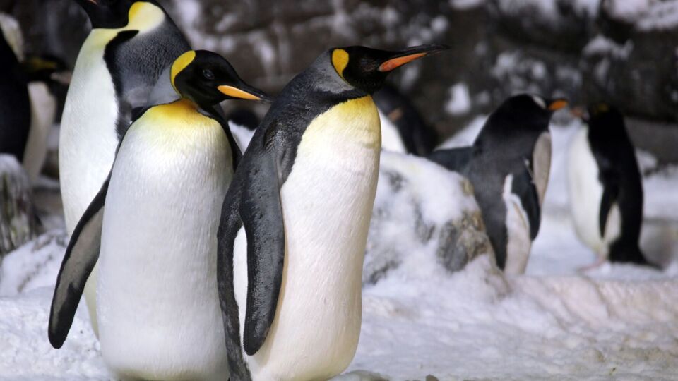 Массовая гибель пингвинов произошла в конце 2022 года у моря Беллинсгаузена