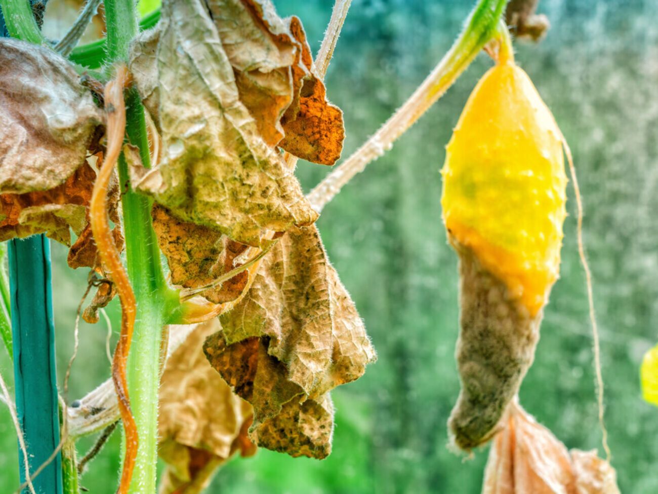Огуречная кожура поможет поврежденным растениям обновиться