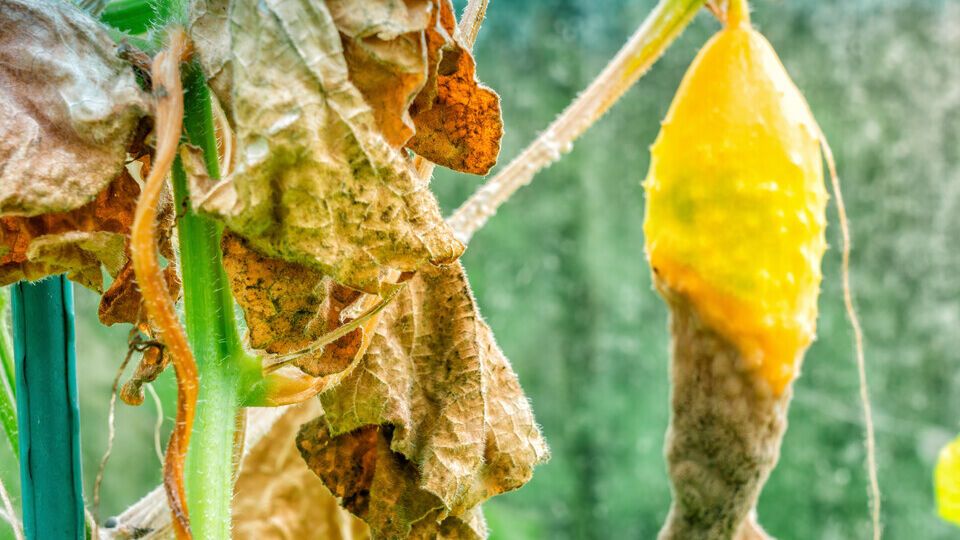 Огуречная кожура поможет поврежденным растениям обновиться