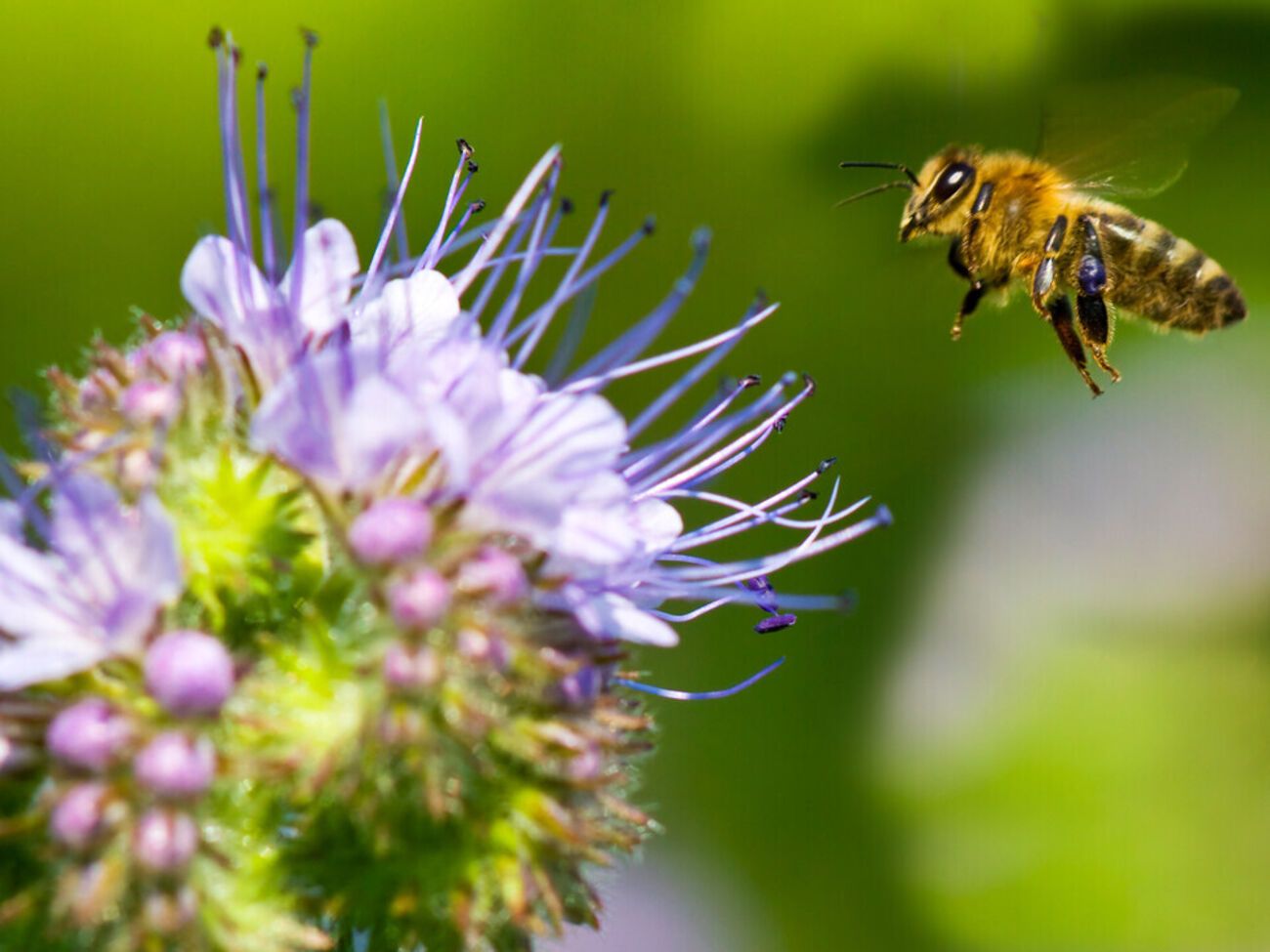 Фацелия является травой-медоносом и привлекает в сад насекомых-опылителей