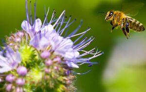 Фацелия является травой-медоносом и привлекает в сад насекомых-опылителей
