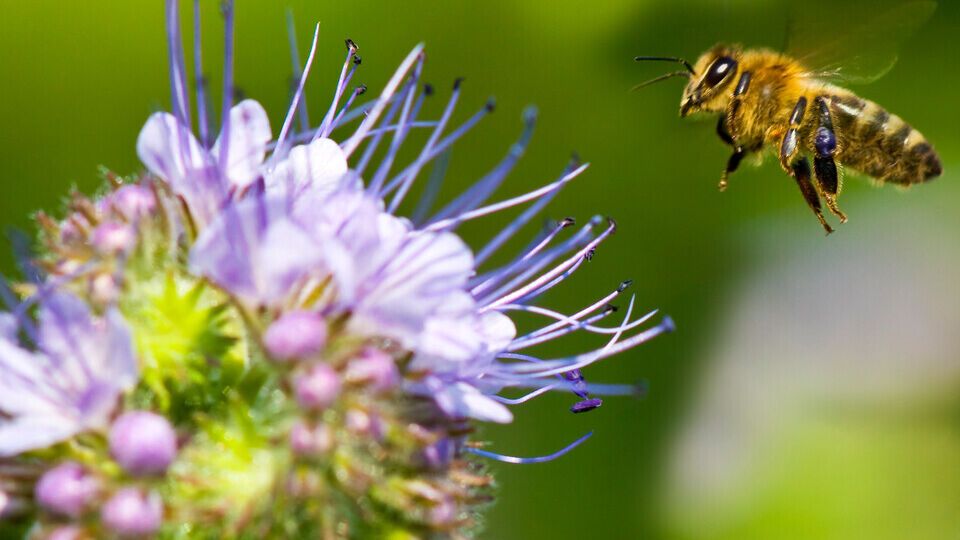 Фацелия является травой-медоносом и привлекает в сад насекомых-опылителей
