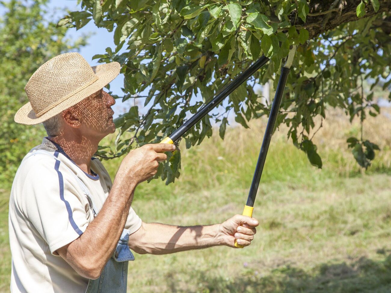 Яблоню нужно обрезать при плюсовой температуре