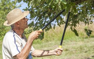 Яблоню нужно обрезать при плюсовой температуре