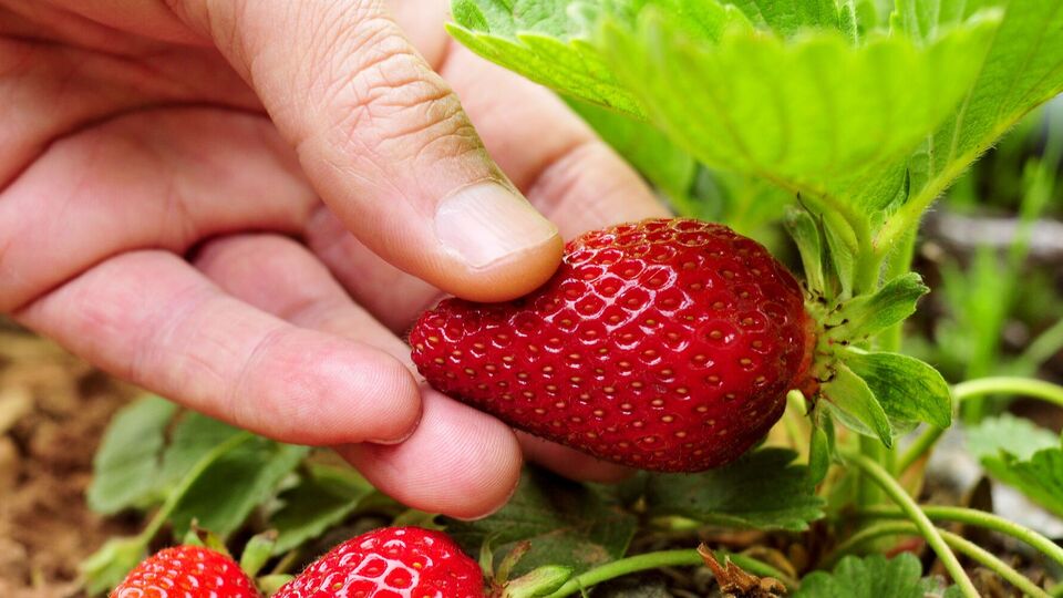 Полуниця дасть чудові плоди