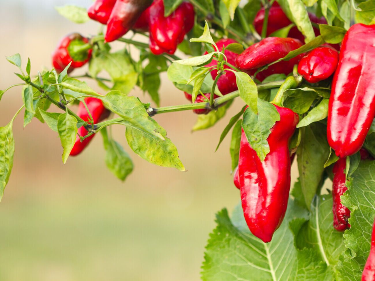 Для сбора семян необходимо выбирать большой мягкий перец, разрезать его пополам и выбрать семена