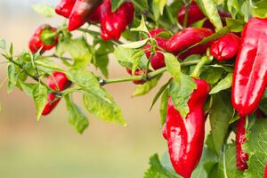 Для сбора семян необходимо выбирать большой мягкий перец, разрезать его пополам и выбрать семена