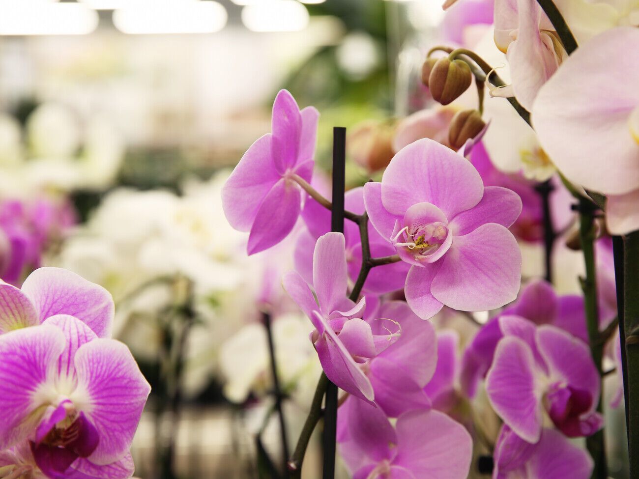 Раствором на основе активированного угля можно протирать листья, чтобы защитить растение от грибковых болезней и вредителей