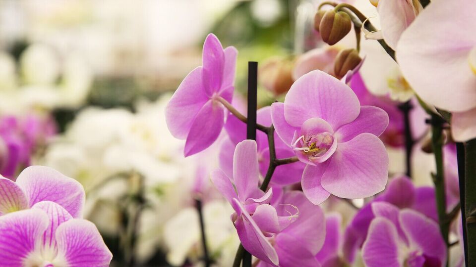 Раствором на основе активированного угля можно протирать листья, чтобы защитить растение от грибковых болезней и вредителей