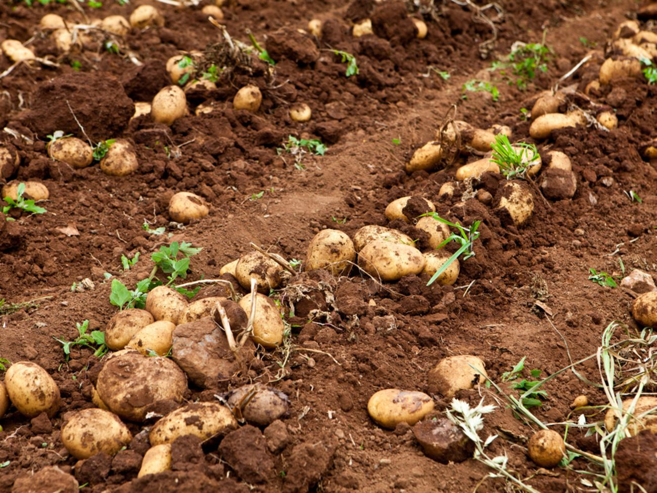 Картоплю потрібно копати, коли прибрали бадилля