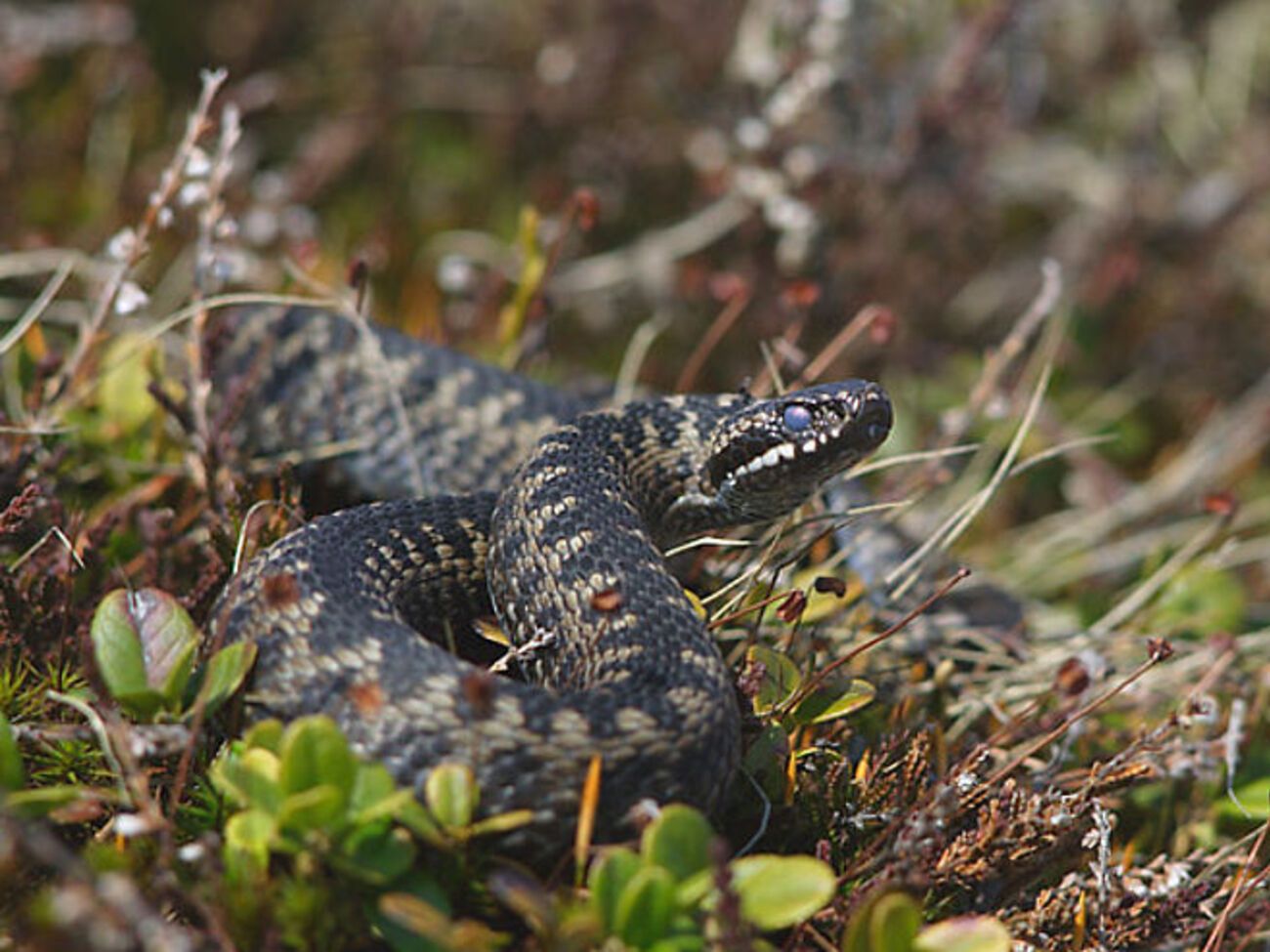 В Украине водятся ядовитые гадюки