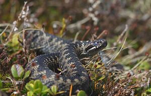 В Украине водятся ядовитые гадюки