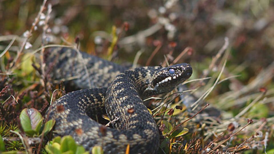 В Украине водятся ядовитые гадюки