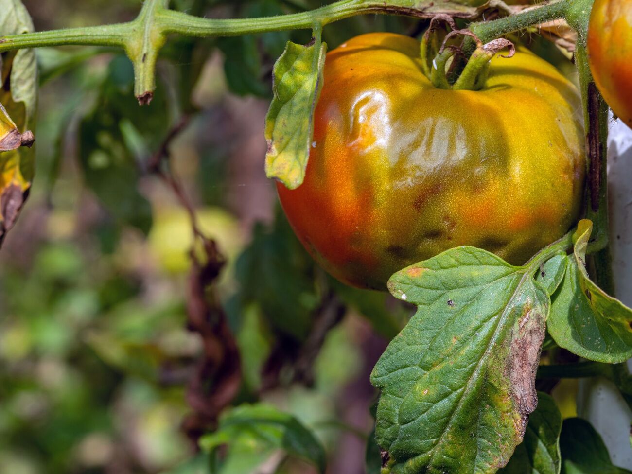 Заболевания томатов можно победить за пять – семь дней